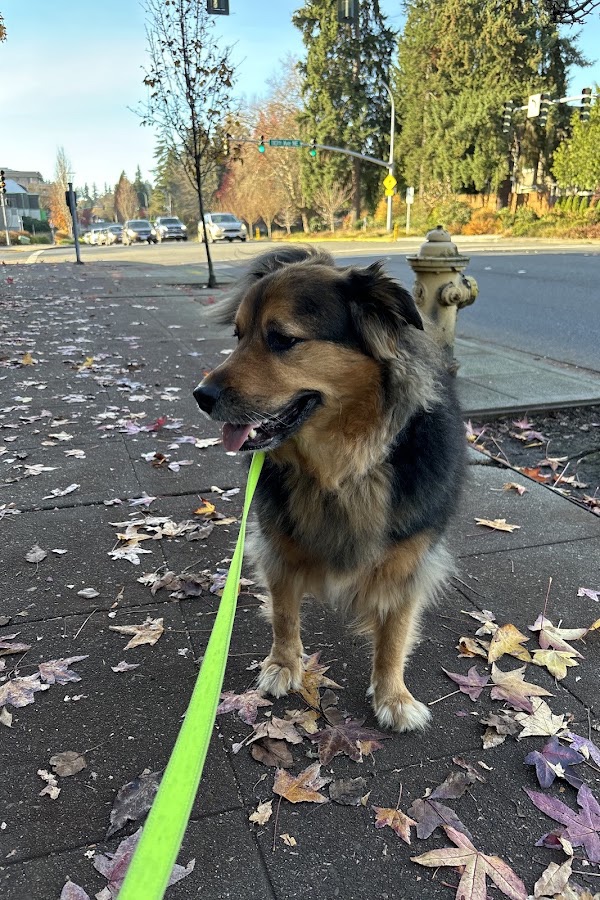Shepherd mix on a loose leash on a Bellevue sidewalk