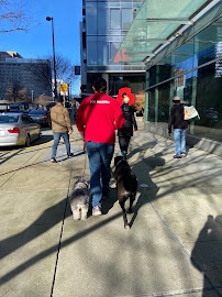 Got Sit trainer walking two dogs through downtown Bellevue