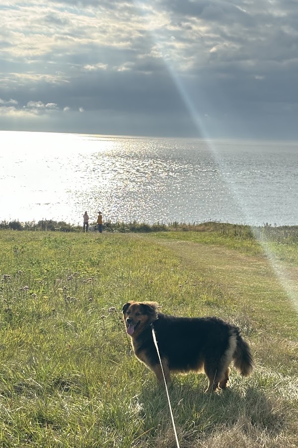 Dog on a long line in a waterfront park on the Eastside