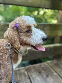 Doodle puppy sitting calmly on a deck