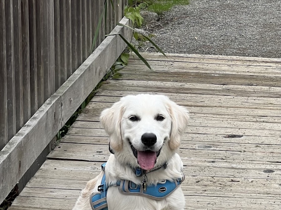 Golden Retriever puppy sitting on a boardwalk in Bellevue