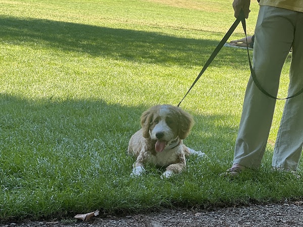 Spaniel practicing a down-stay on the grass at a Bellevue park