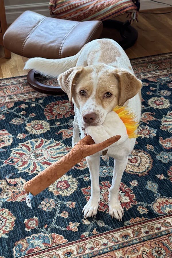 Yellow Lab mix puppy holding a chew toy on a living room rug in Seattle
