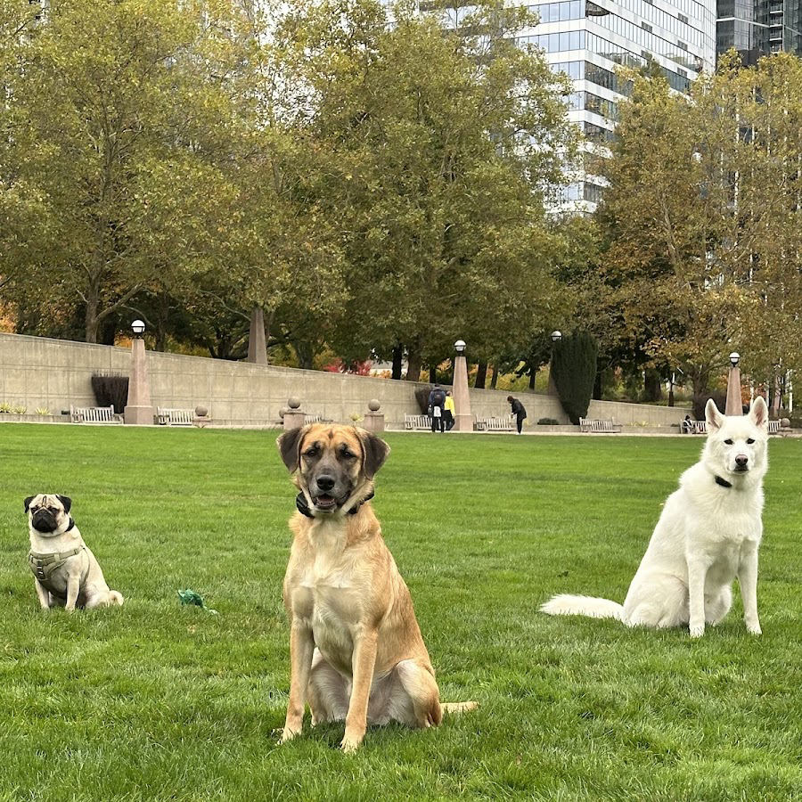 Three dogs holding a sit-stay on the lawn at a downtown Seattle park