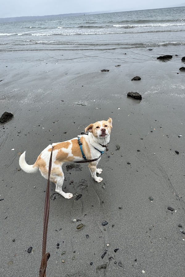 Brown and white dog on a long line at a Puget Sound beach