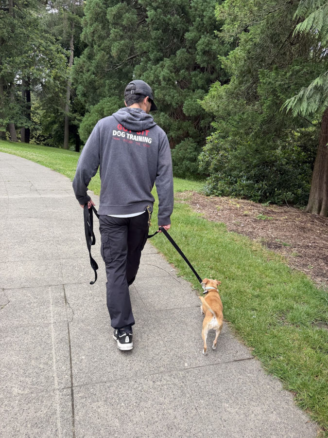 Got Sit trainer walking a small dog on a loose leash along a Seattle park path