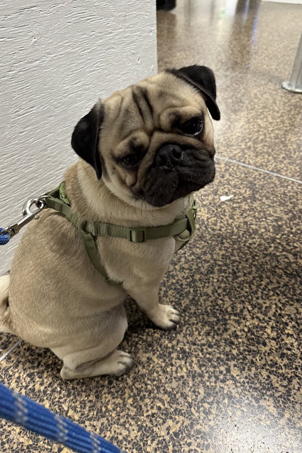 Pug in a green harness sitting calmly indoors