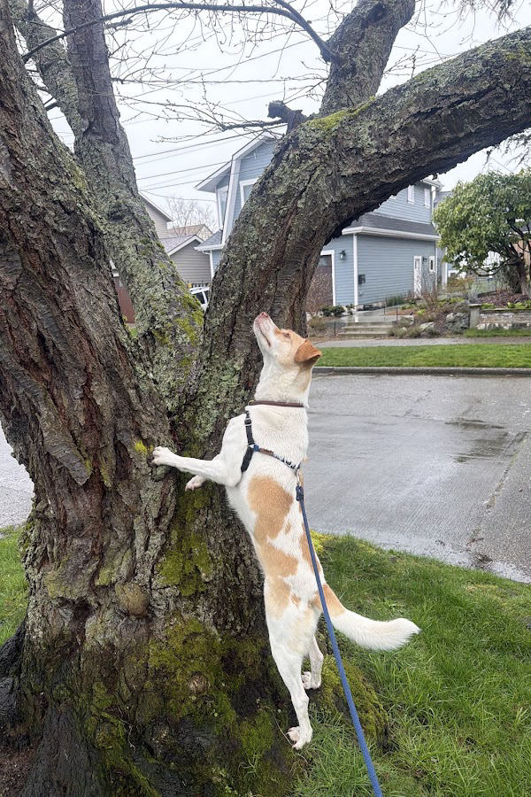 Tan and white dog climbing a tree trunk on a Seattle neighborhood street