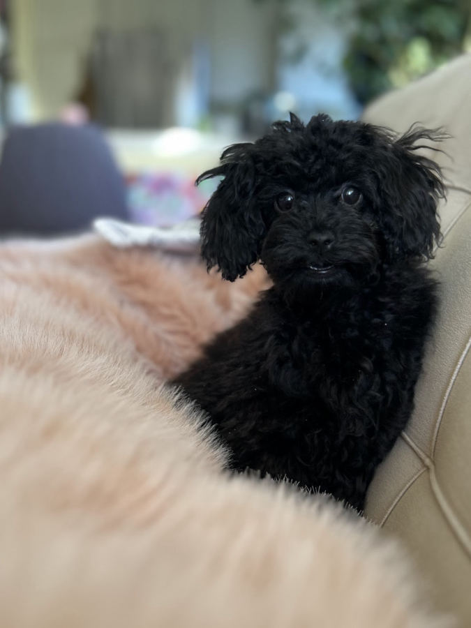 Black Poodle puppy resting on the back of a couch