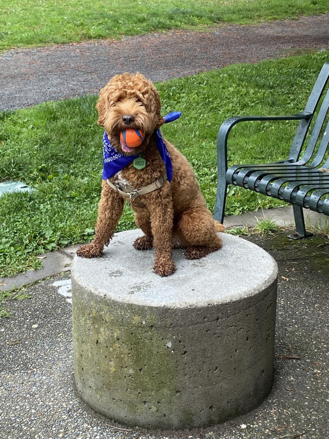 Goldendoodle with a ball sitting on a concrete post in a Seattle park