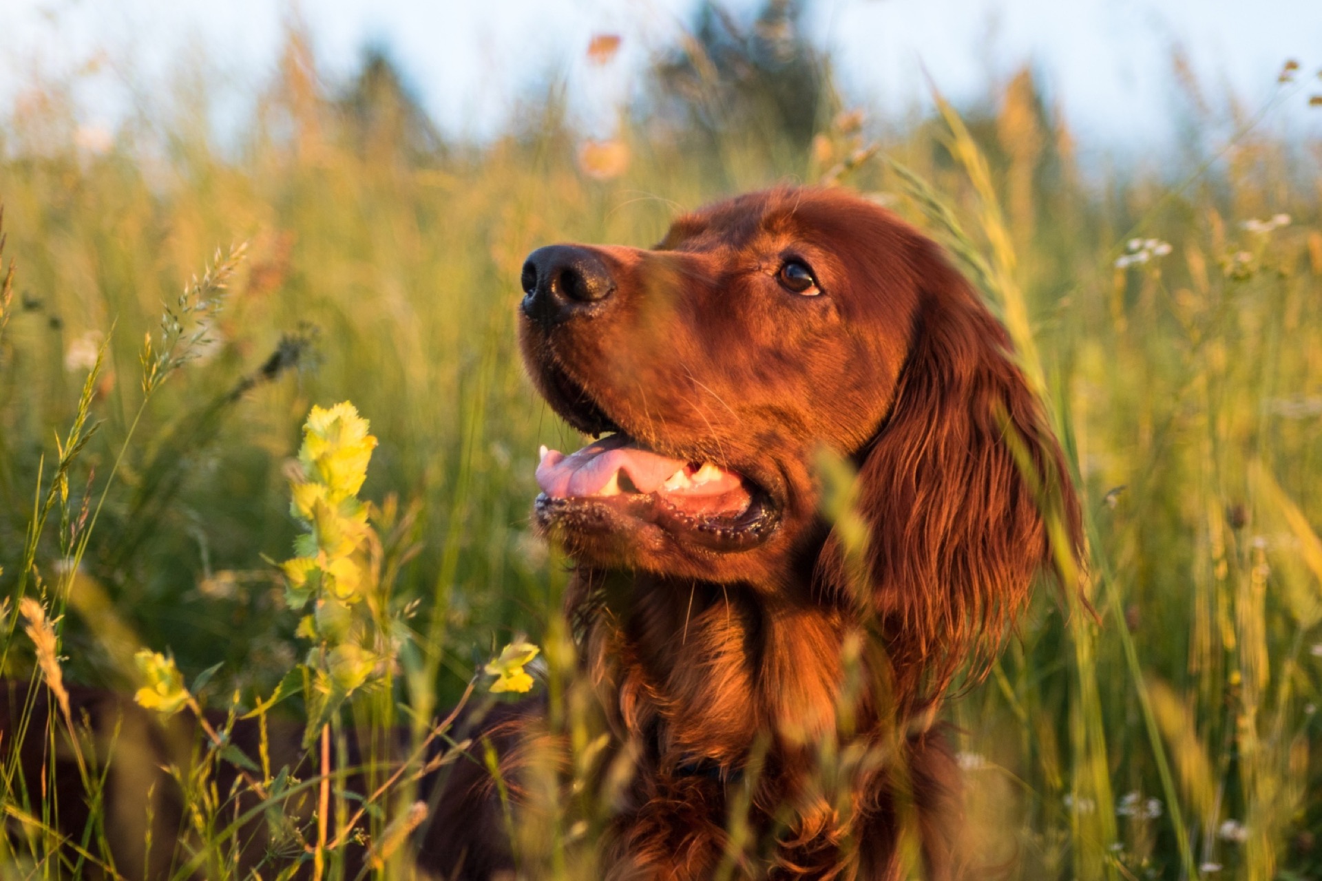 Irish Setter sitting attentively in a meadow