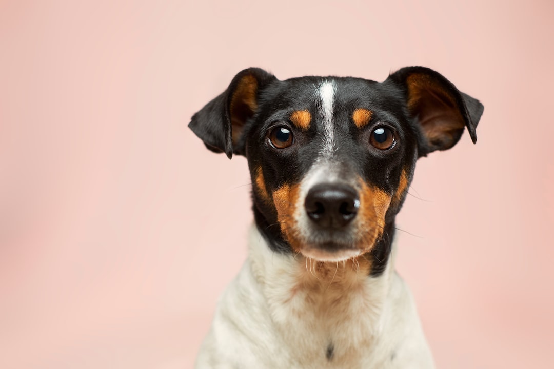 Jack Russell Terrier looking at the camera