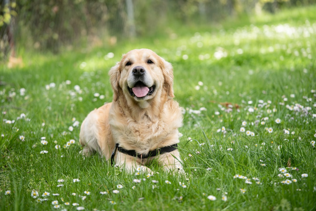 Golden Retriever lying calmly in a field of daisies