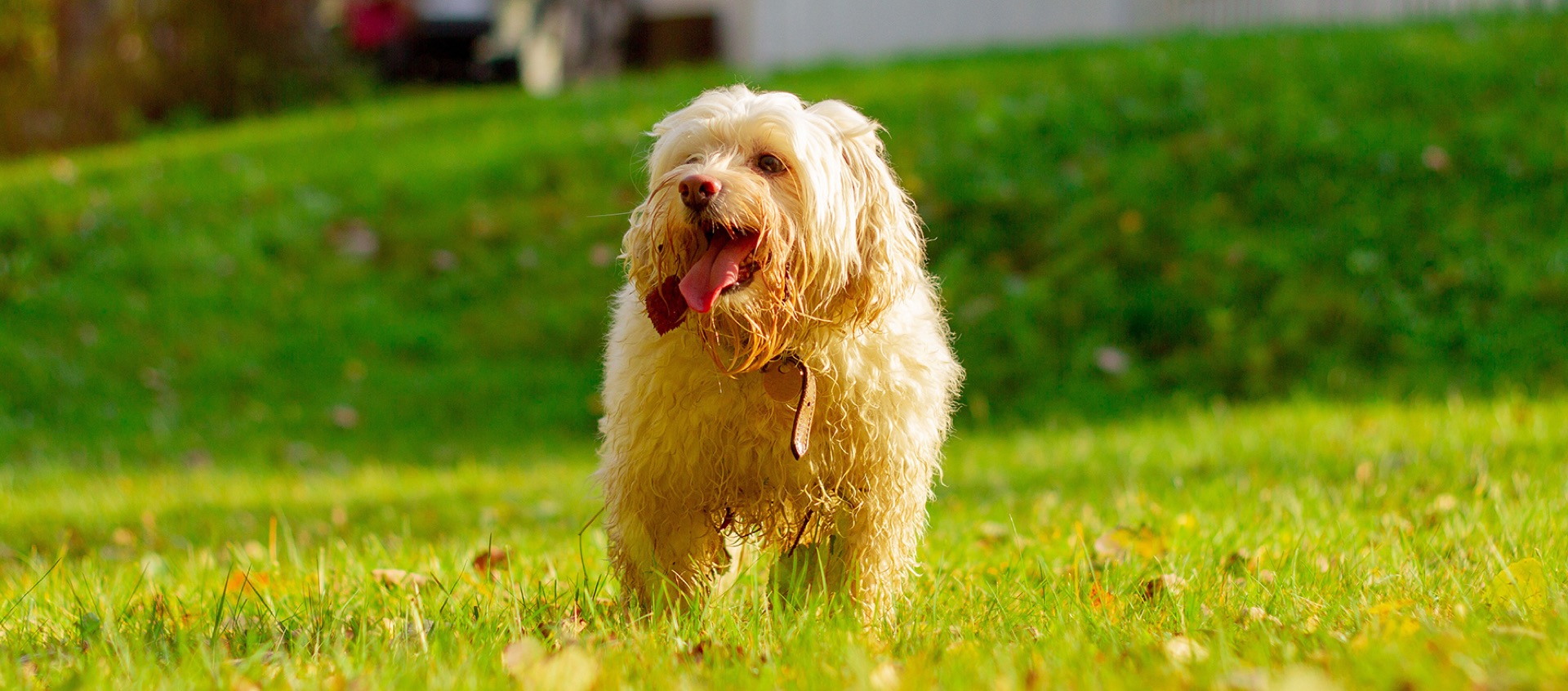 Goldendoodle running across a lawn toward its owner