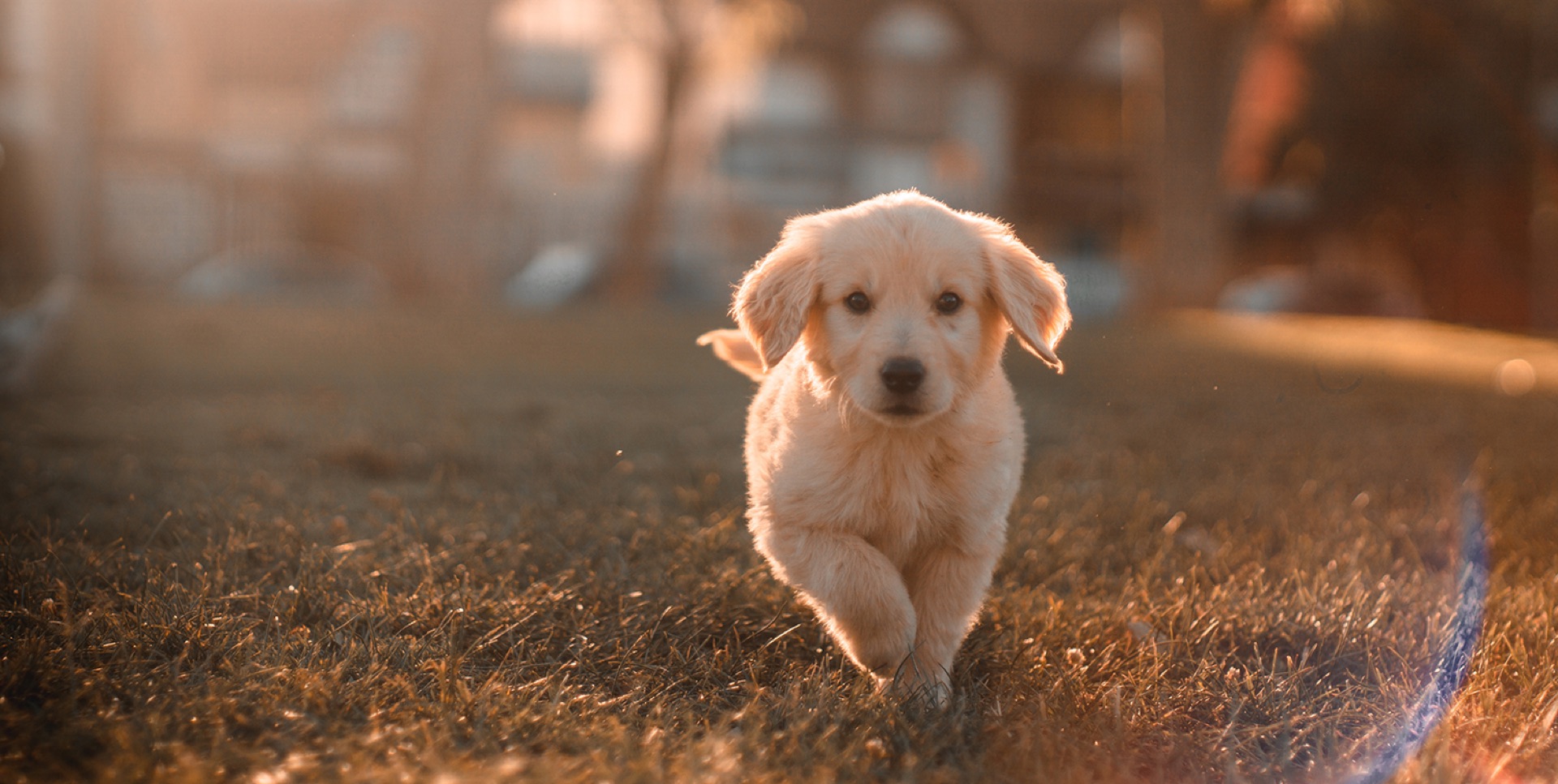 Golden Retriever puppy running toward the camera