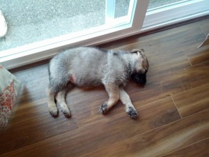 Penny, a German Shepherd from Marysville, WA