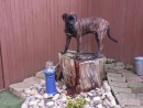 Cooper, a English Mastiff/ Dogue de Bourdeaux mix from Lake Stevens, WA