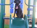 Abby, a Black Lab / German Short Hair Pointer from Lake Stevens, WA