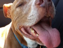 Max-a-million, a Pitbull from Tacoma, WA