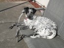Pepper Dog, a Black lab, Border Collie, Blue Healer Mix from Everett, WA