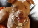 Elmo, a Pitbull from Tacoma, WA