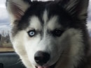 Sarge, a Siberian Husky from Lake Stevens, WA