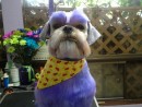 Chester, a Shih Tzu from Everett, WA