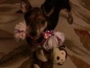 Ally, a Rat Terrier/Chihuahua from Lake Stevens, WA