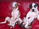 Porter & Myrcella, a Terrier/ Pit Mixes from Lake Stevens, WA