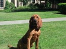Annie 'Shoelaces' McAlister, a Blood Hound from Lake Stevens, WA