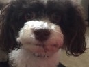 Sweet Ayden, a Havanese from Everett, WA