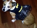 Dottie, a Chihuahua mix from Graham, WA