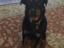 Beautiful Bella, a Rottweiler from Maple Valley, WA