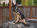 Bella, a German Shepherd from Marysville, WA