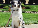 Beautiful Bella, a Australian Shepherd from Graham, WA