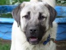 Borris, a Turkish Kangal - 75%, Great Pyrenees, Maremma from Monroe, WA