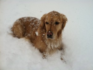 Chester, a Golden Retriever from Renton, WA
