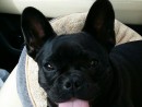 Sweet Little Cookie, a French Bulldog from Bothell, WA
