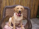 Ziva, a Yellow Lab from Auburn, WA