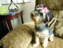 Bella the Yorkie, a Yorkshire Terrier from Lake Stevens, WA