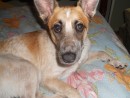 Daisy, a Australian Cattle Dog / Heeler from Mukilteo, WA