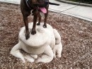 Daisy May, a Rott/Pit A.K.A Rotten Pitt from Everett, WA