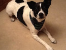 Deuce on the Loose, a Rat Terrier/Cattle Dog from Everett, WA