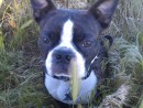 Dexter, a Boston Terrier from Wenatchee, WA