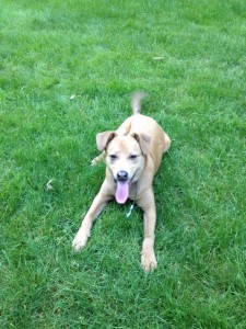 Dojo, a Golden Retriever/ Lab Mix from Woodinville, WA