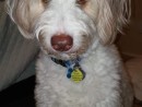 Dublin the Great, a Wheaten Terrier/Australian Shepard from Bellevue, WA