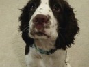 Mr. Dusty, a Springer Spaniel from Bothell, WA