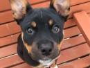 Felix the Dog, a Blue Heeler Mix from Kirkland, WA