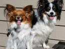 Harley and Hannah’s Doggie Bio, a Papillon from Lake Stevens, WA