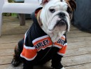 Hercules, a English Bulldog from Oak Harbor, WA